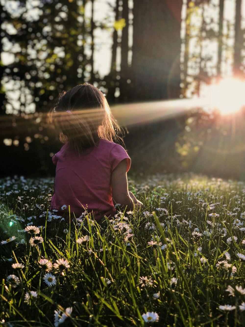 A child sitting in a sunlit meadow of daisies, viewed from behind